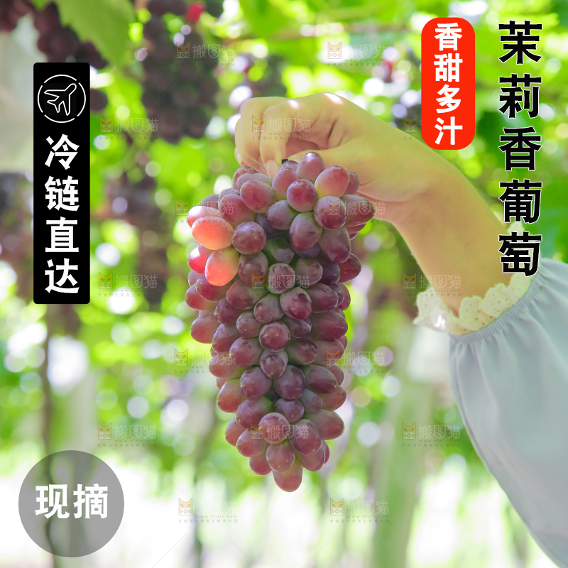 手里拿着茉莉香葡萄