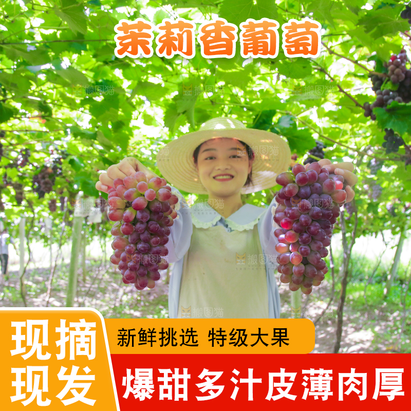 手里拿着茉莉香葡萄