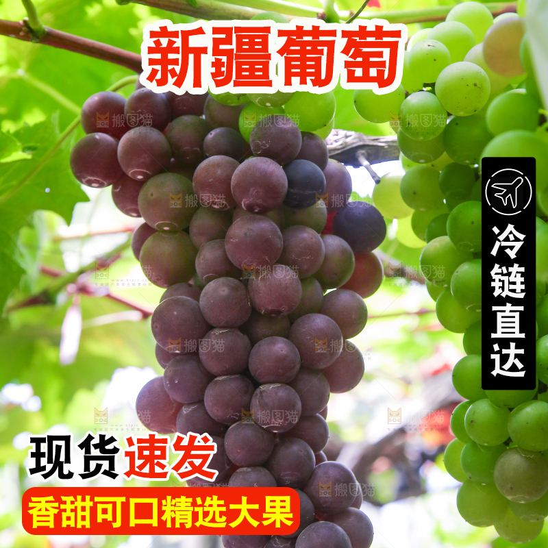 藤上的新鲜葡萄