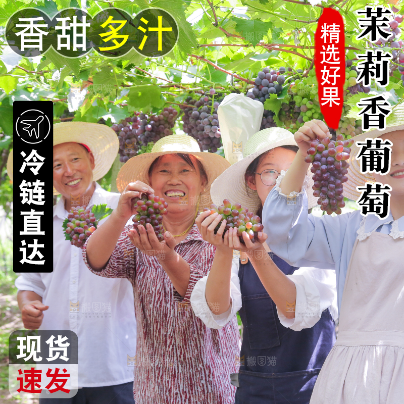 手里拿着茉莉香葡萄