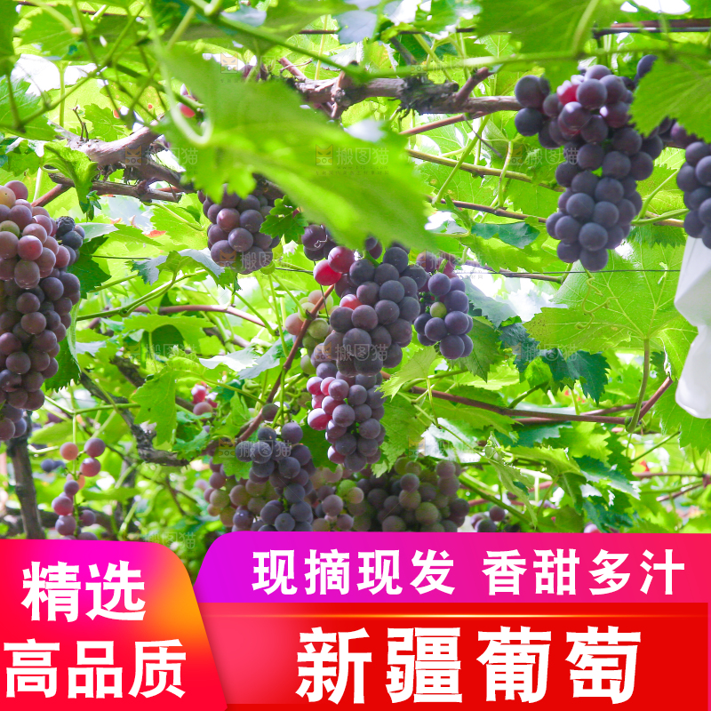 藤上的新鲜葡萄