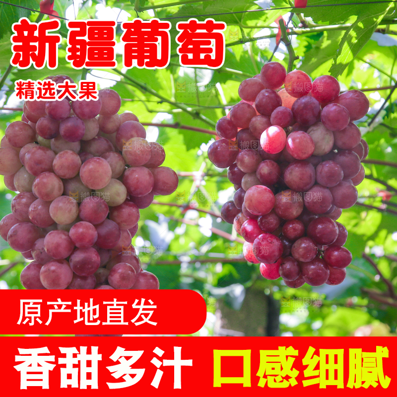藤上的新鲜葡萄