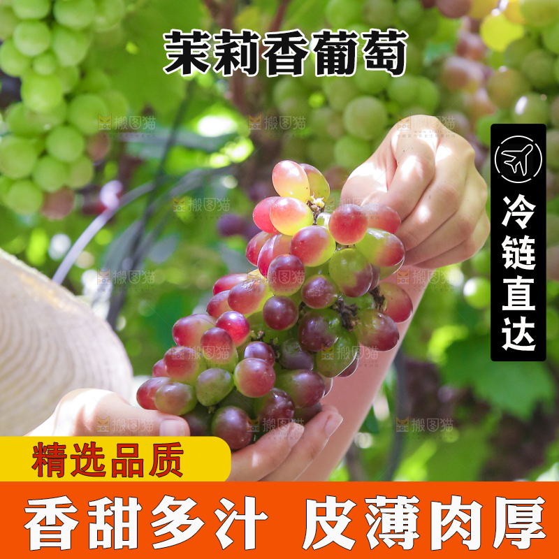 手里拿着茉莉香葡萄