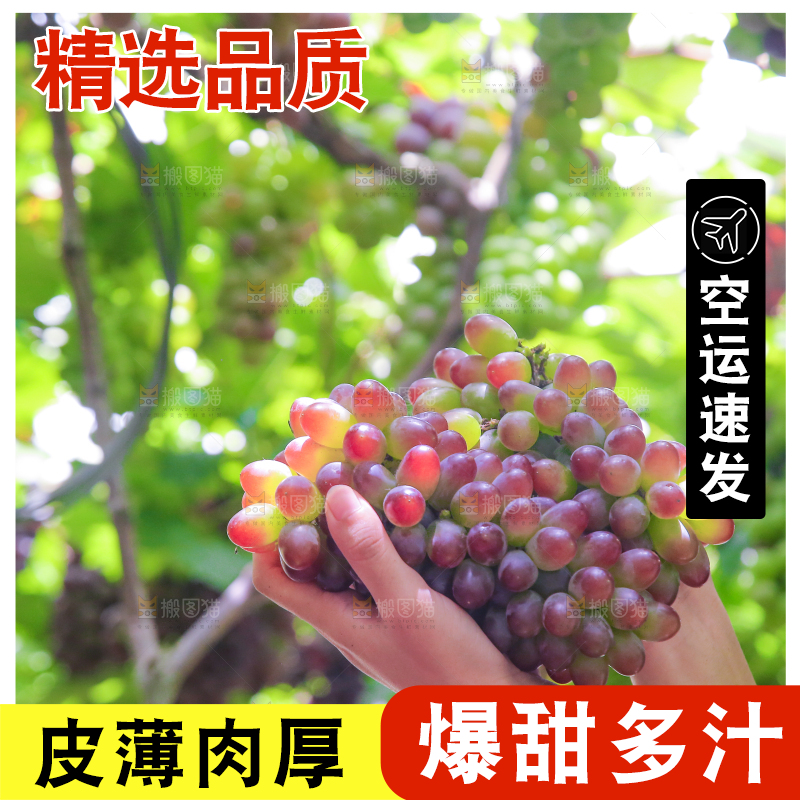 手里拿着茉莉香葡萄