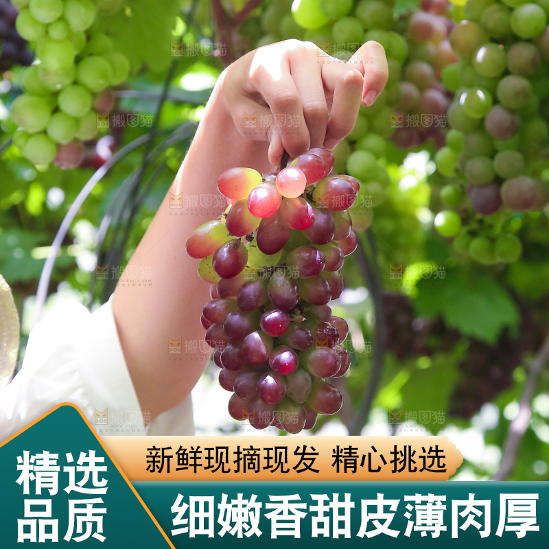 手里拿着茉莉香葡萄