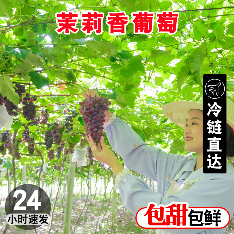手里拿着茉莉香葡萄