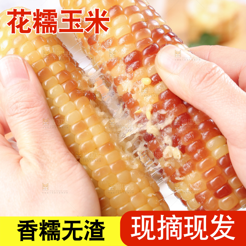 浅底上的花糯玉米