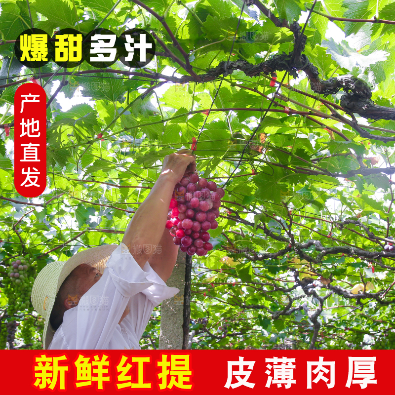 手里拿着新鲜葡萄