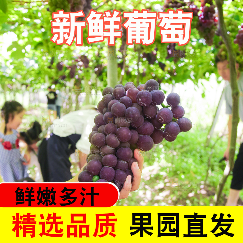 手里拿着新鲜紫葡萄