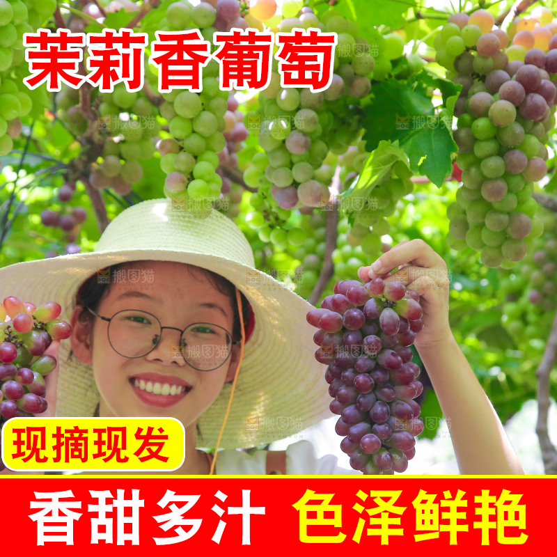 手里拿着茉莉香葡萄