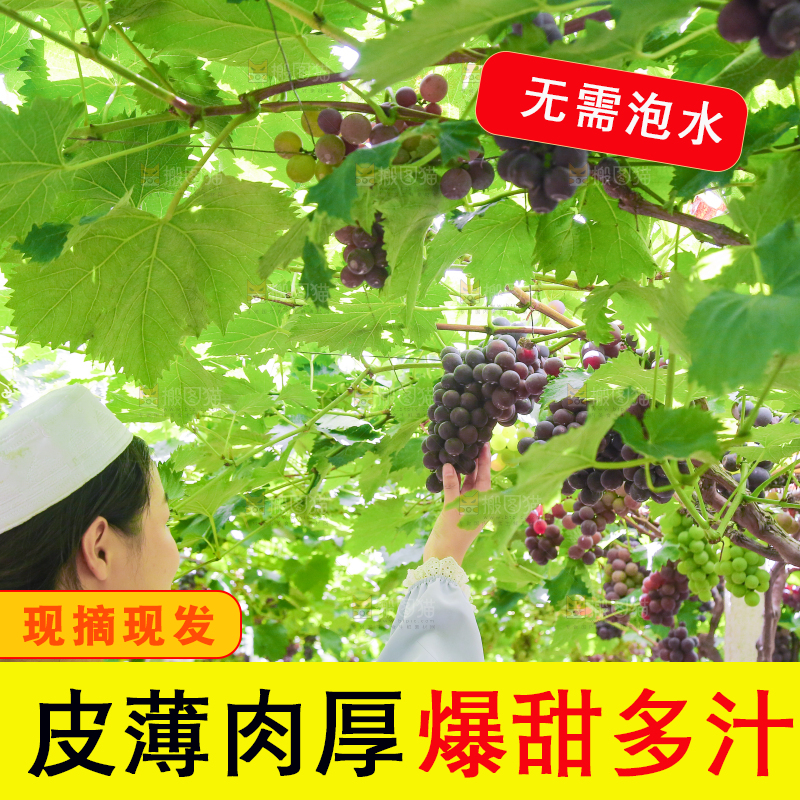 手里拿着新鲜紫葡萄