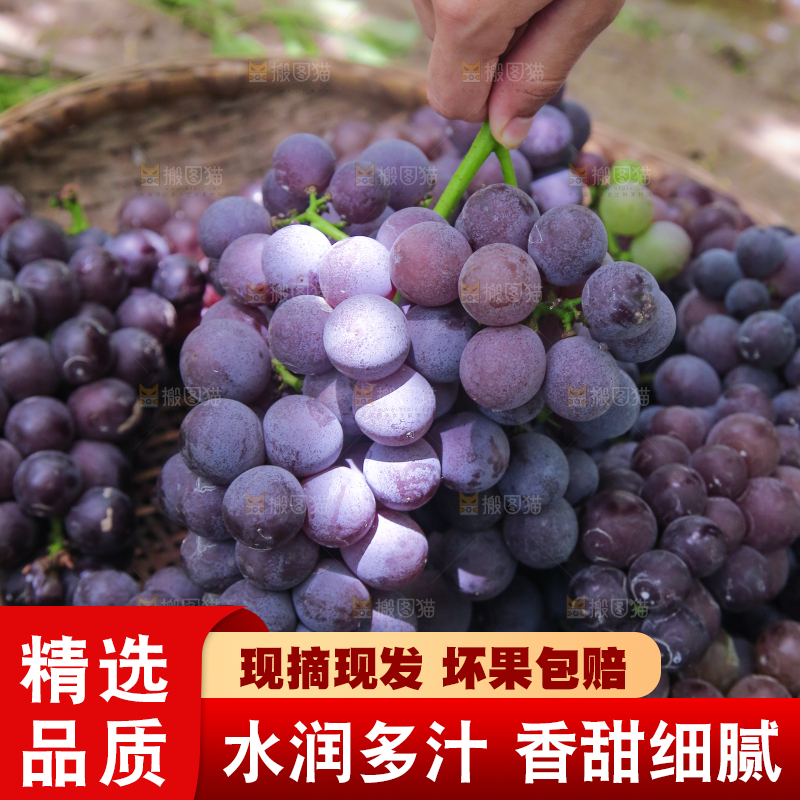 手里拿着新鲜紫葡萄