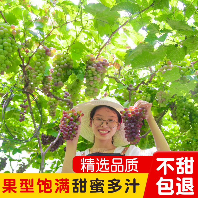 手里拿着茉莉香葡萄