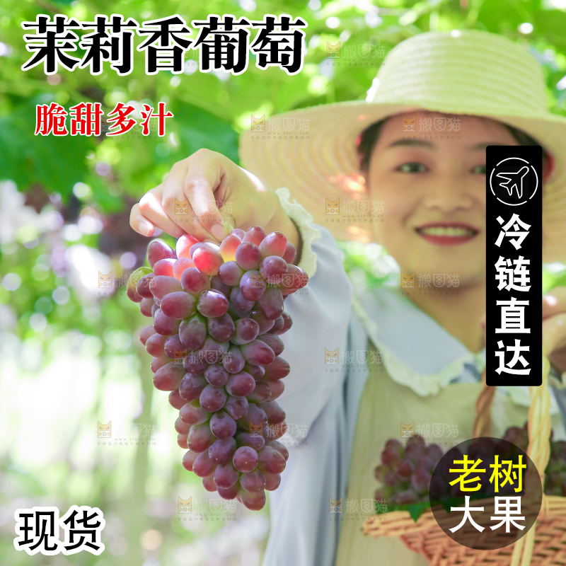 手里拿着茉莉香葡萄