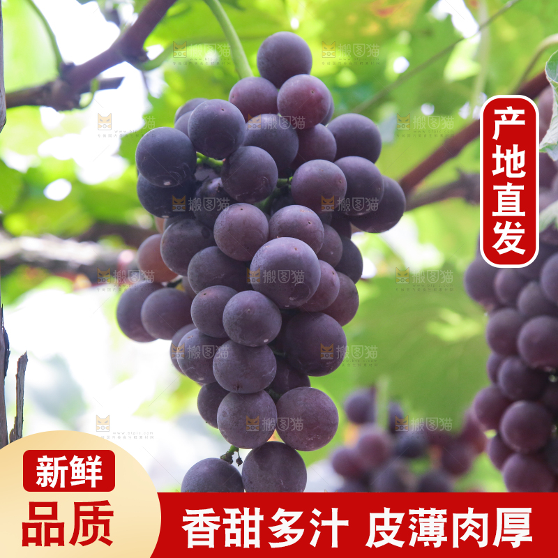手里拿着新鲜紫葡萄