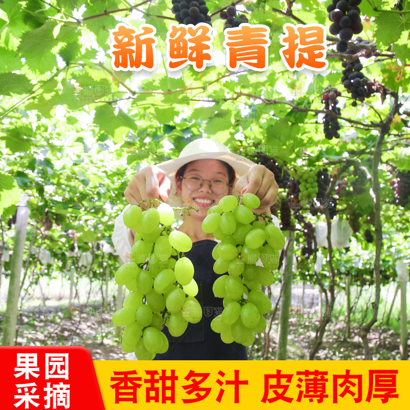手里拿着青提