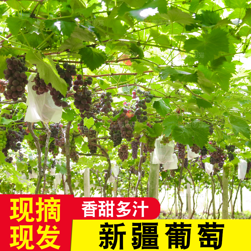 藤上的新鲜葡萄