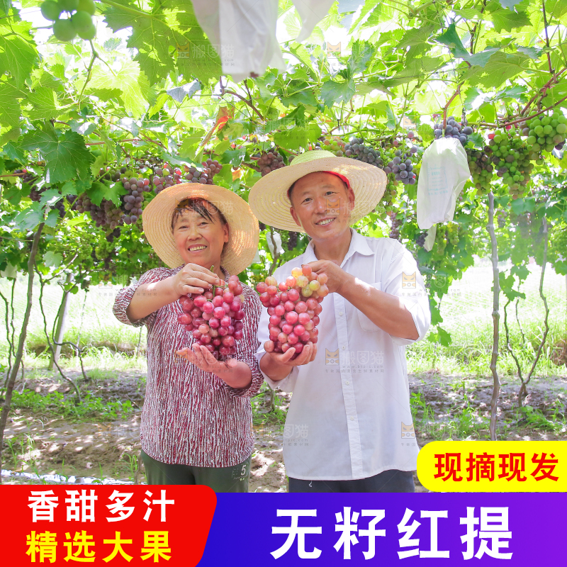 手里拿着新鲜葡萄