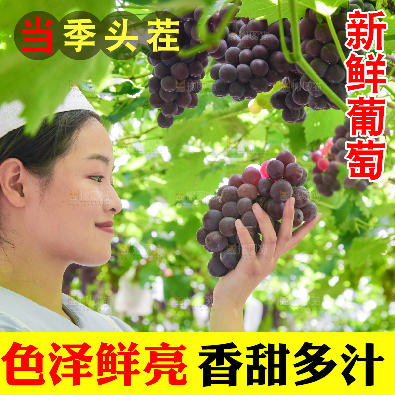 手里拿着新鲜紫葡萄