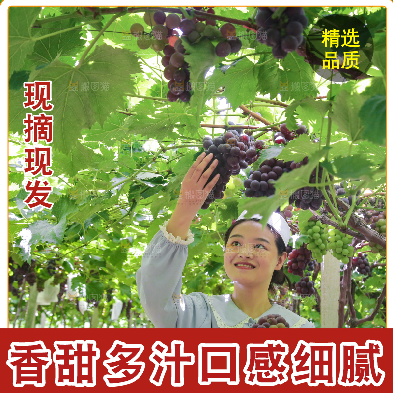 手里拿着新鲜紫葡萄