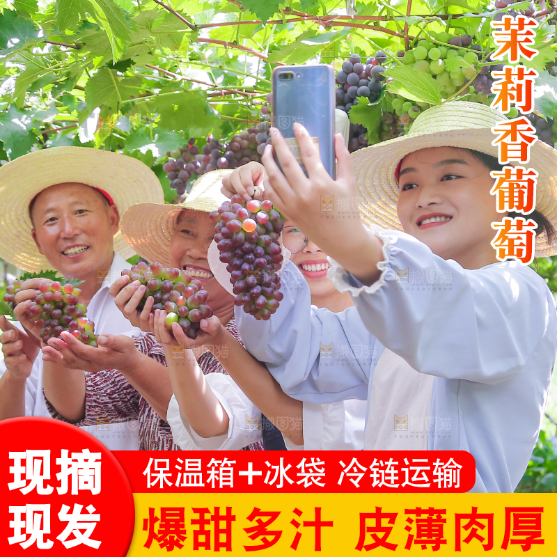 手里拿着茉莉香葡萄