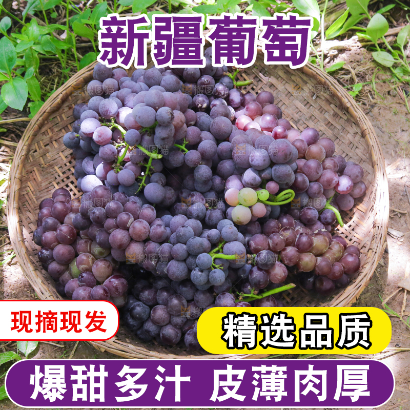 手里拿着新鲜紫葡萄