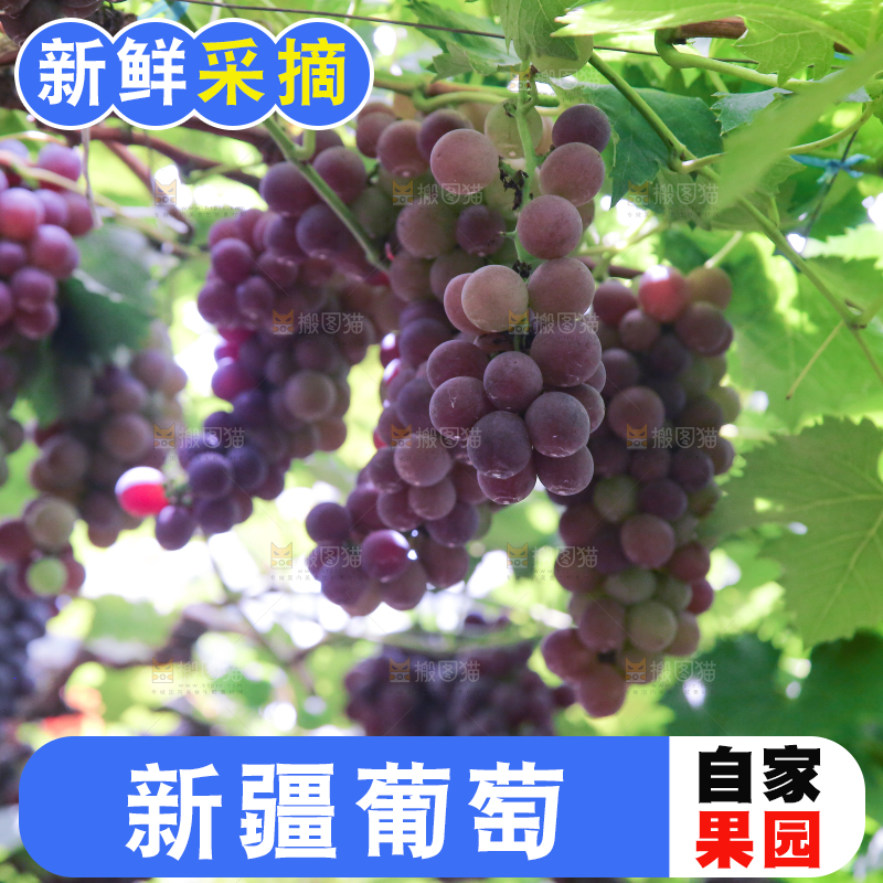 手里拿着新鲜紫葡萄