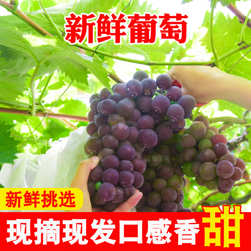 手里拿着新鲜紫葡萄