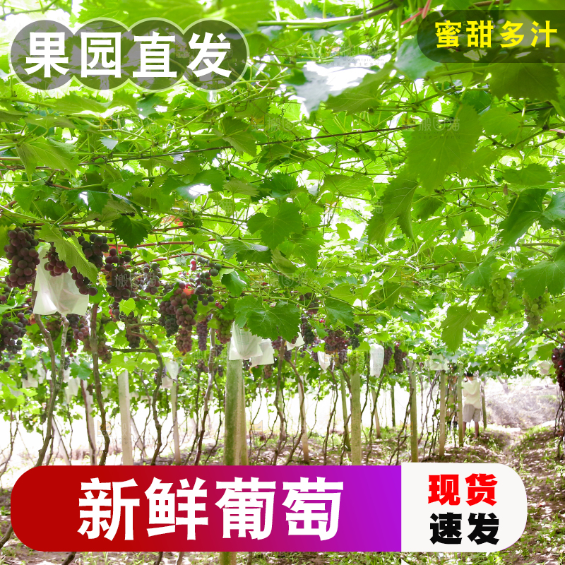 藤上的新鲜葡萄