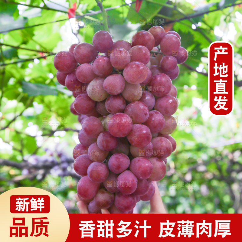 藤上的新鲜葡萄