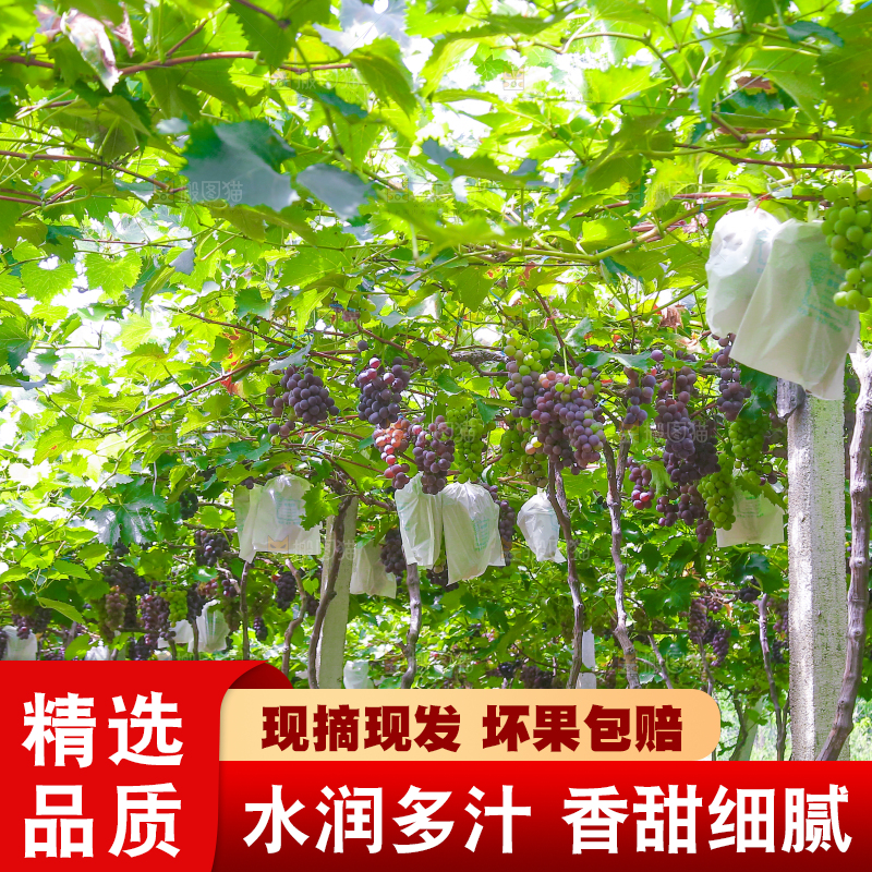 藤上的新鲜葡萄