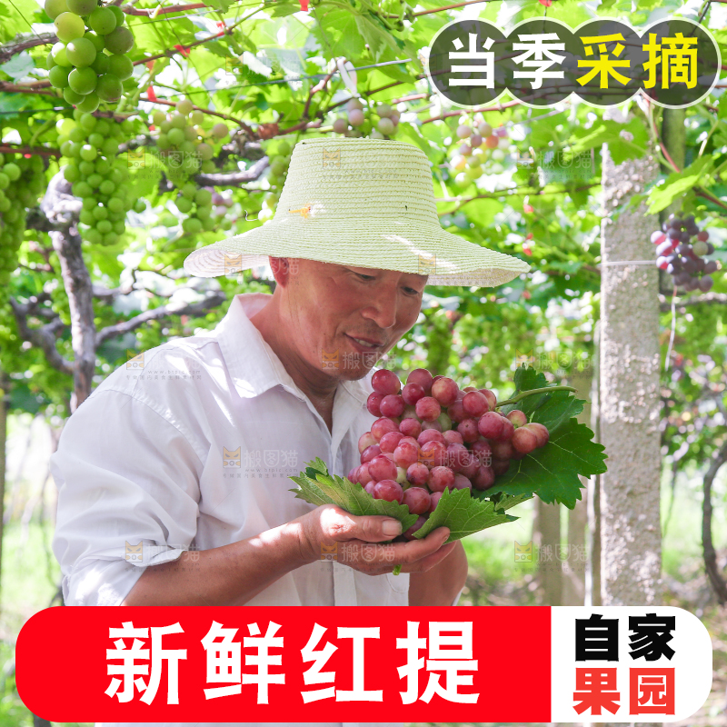 手里拿着新鲜葡萄