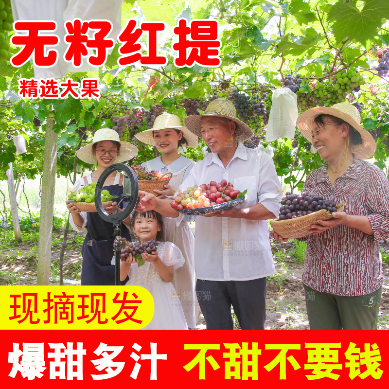 手里拿着新鲜葡萄