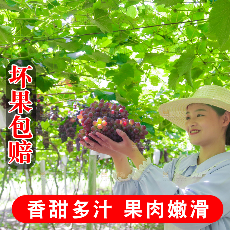 手里拿着茉莉香葡萄