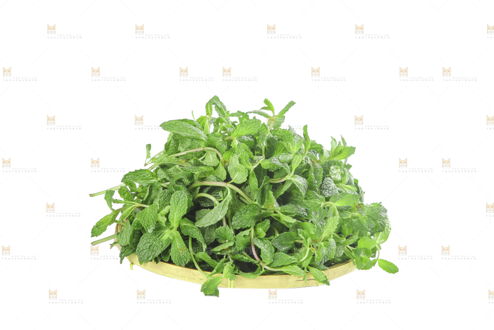 白底上的新鲜薄荷