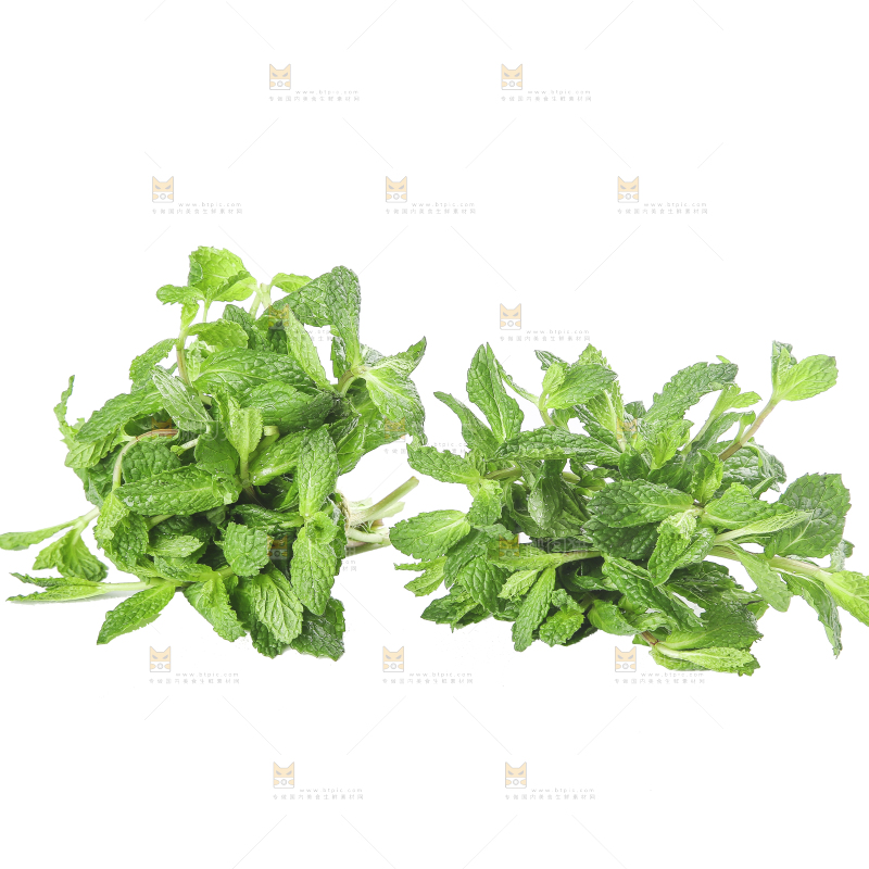 白底上的新鲜薄荷