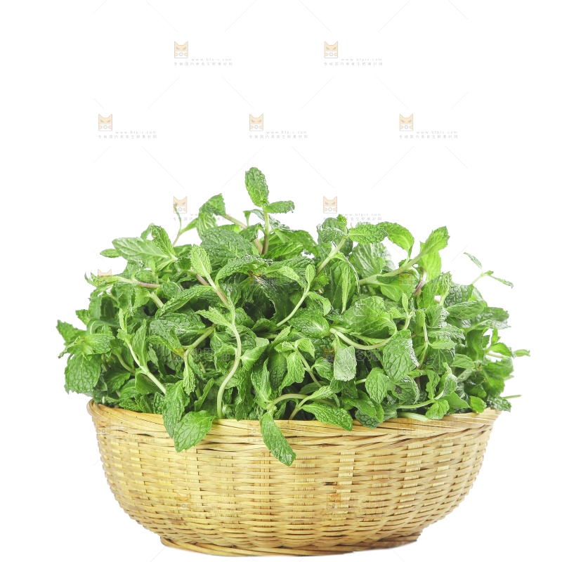 白底上的新鲜薄荷