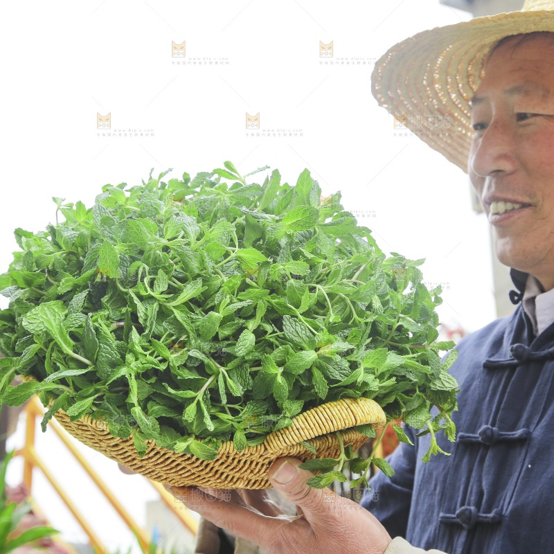 手里拿着新鲜薄荷