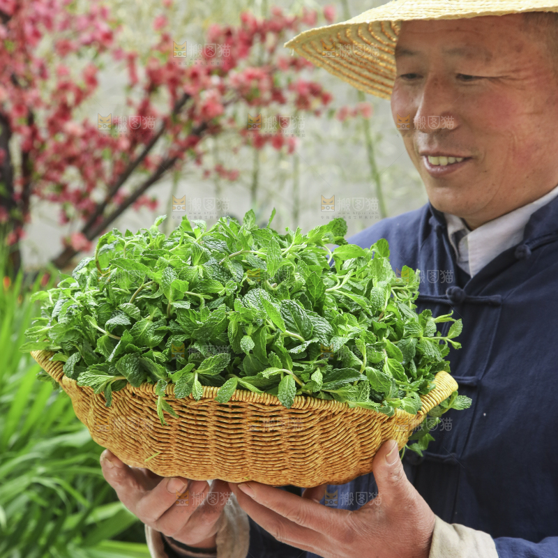 手里拿着新鲜薄荷