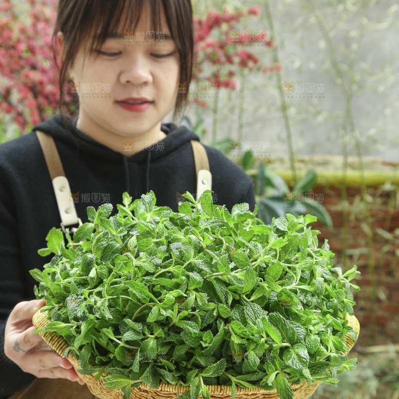手里拿着新鲜薄荷