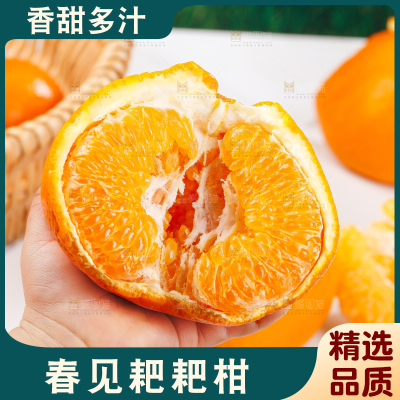 浅底上的春见耙耙柑