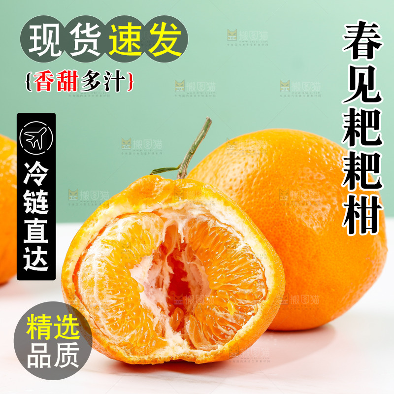浅底上的春见耙耙柑