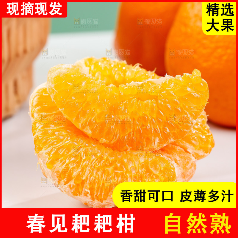 浅底上的春见耙耙柑