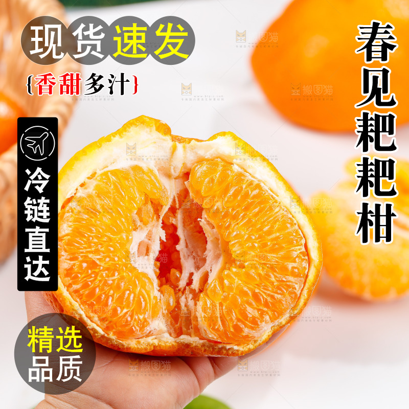 浅底上的春见耙耙柑