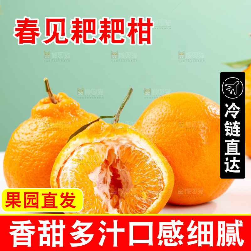 浅底上的春见耙耙柑