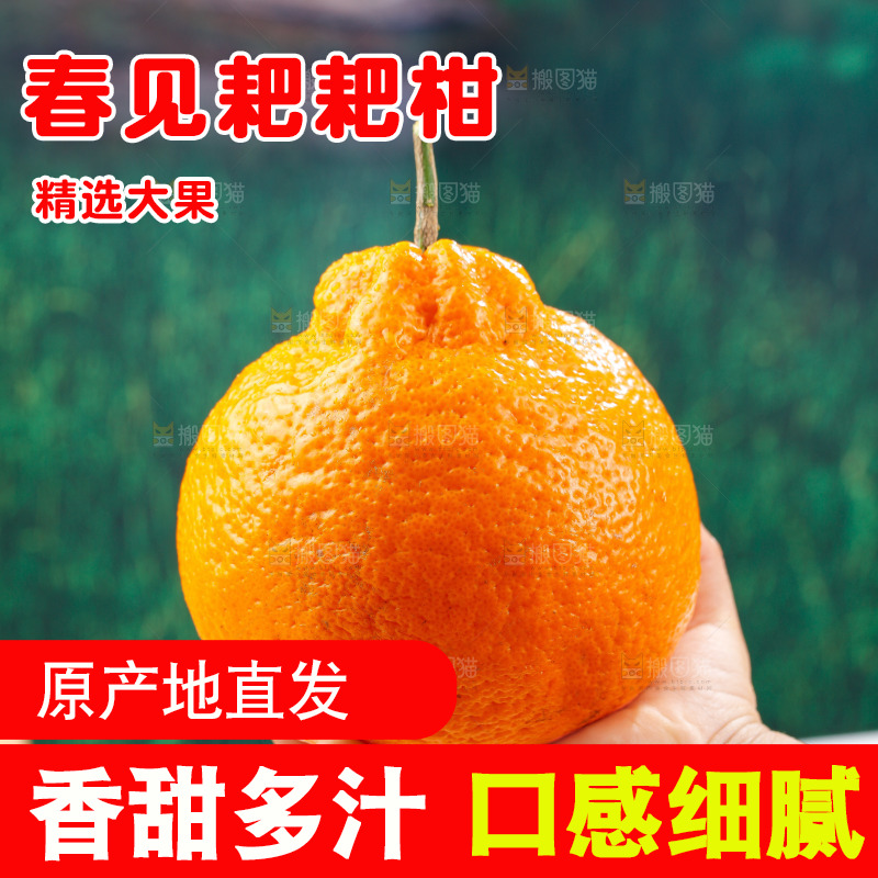 浅底上的春见耙耙柑