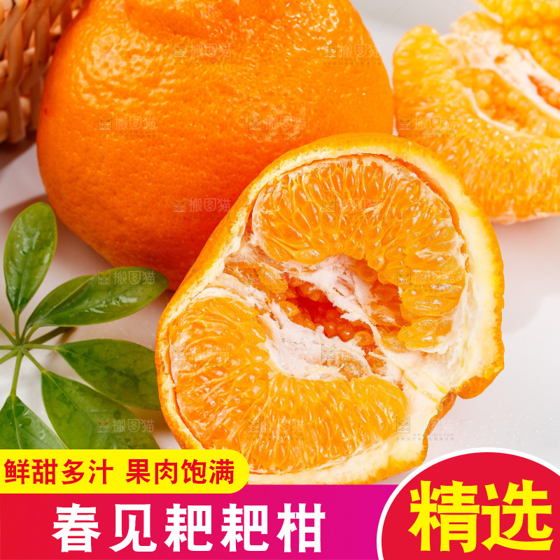 浅底上的春见耙耙柑