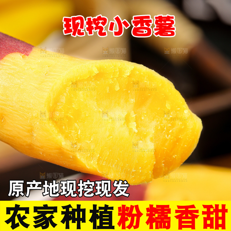 深底上的天目山小香薯