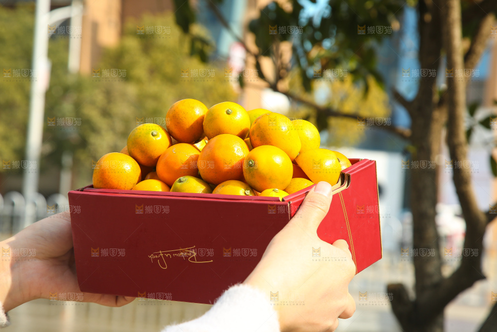 手里拿着脆蜜金柑