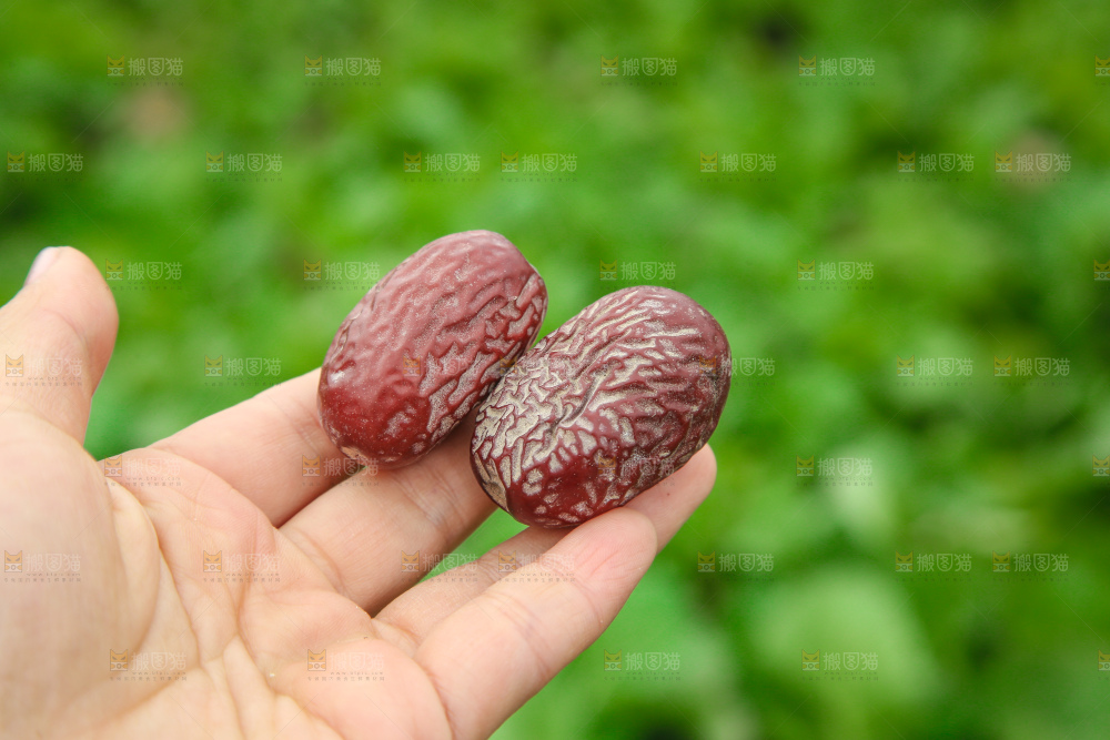 手里拿着灰枣